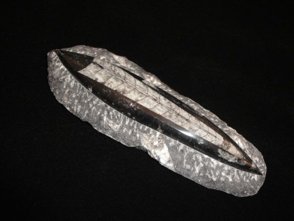 Ammonite - Orthoceras