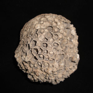 Metazoa – Pleurodictyum convexum
