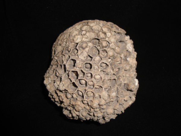 Metazoa - Pleurodictyum convexum