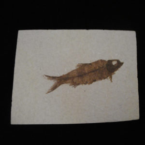 Fossil Fish – Knightia