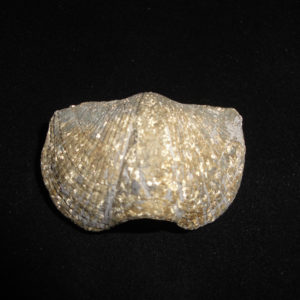 Brachiopod – Mediospirifer audaculus