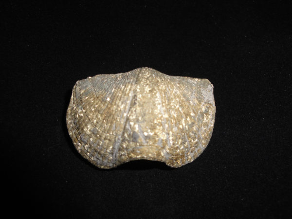 Brachiopod - Mediospirifer audaculus