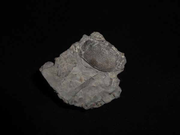 Fossil Plate featuring a Trilobite - Phacops iowensis southworthi
