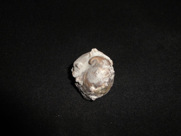 Platyceras arkonensis on Arthroacantha carpenteri