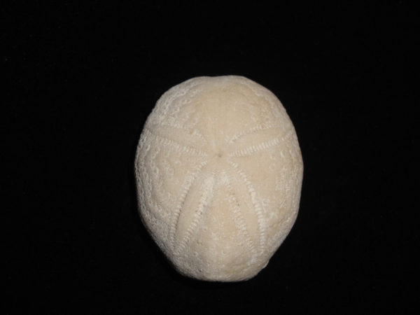 Echinoderm - Eupatagus floridanus