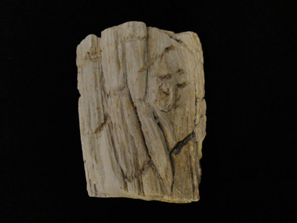 Petrified Wood