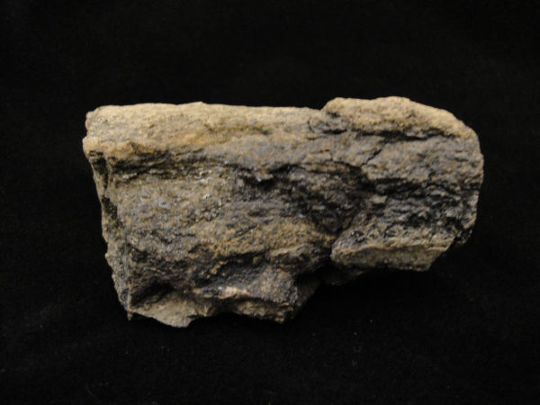 Dinosaur Bone