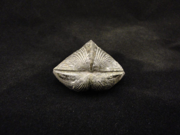 Brachiopod - Parispirifer bownockeri
