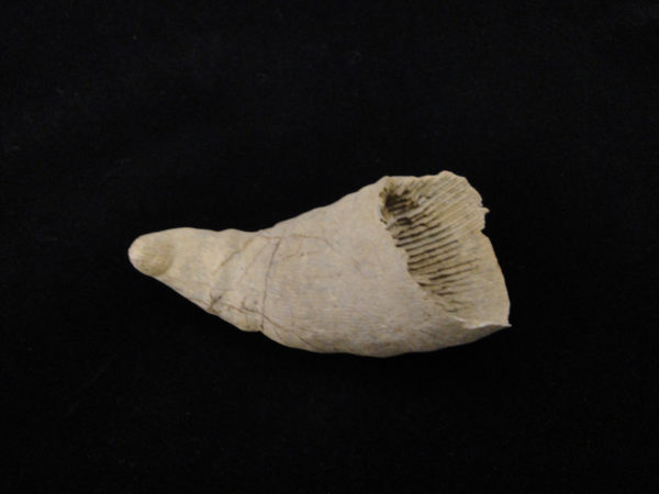 Metazoa - Heterophrentis prolifica