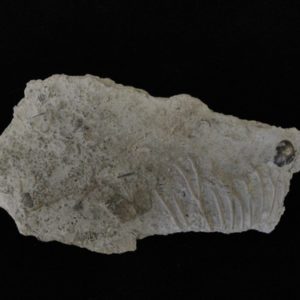 Fossil Plate featuring a Gastropod – Platyceras arkonensis